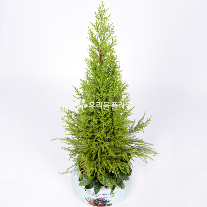 상세이미지