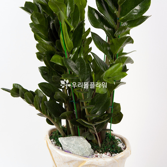 상세이미지