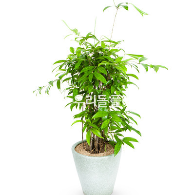 ★골드세피아★
