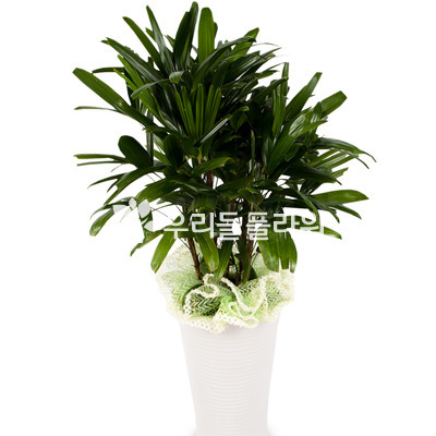 관음죽