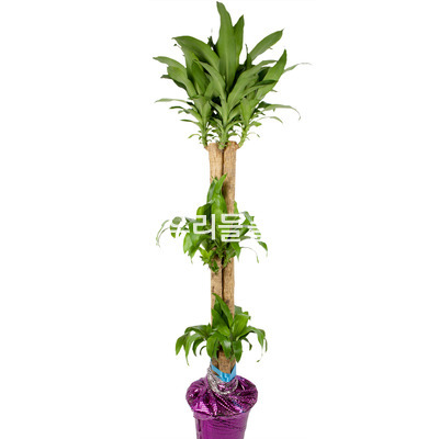 행운목 556h