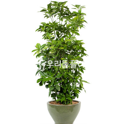 청목1