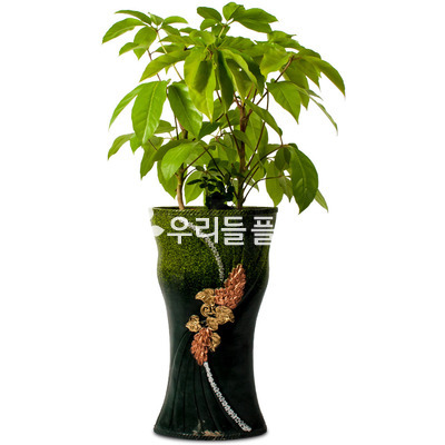 쥬필란다스(대엽홍콩야자)