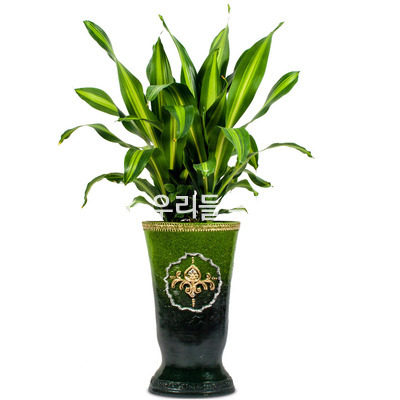 드라세나맛상-마블