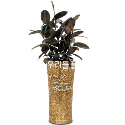 멜라닌 고무나무(지역별)