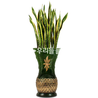 산세베리아-마블화분