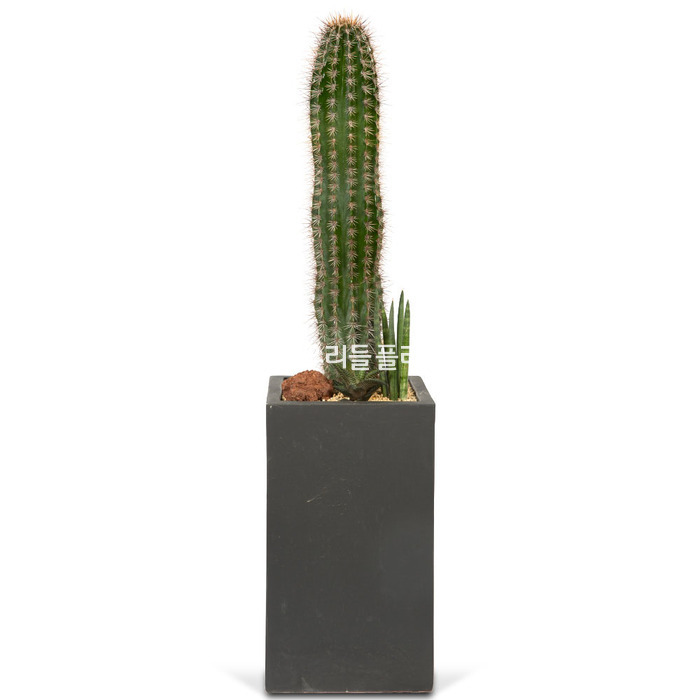 상세이미지
