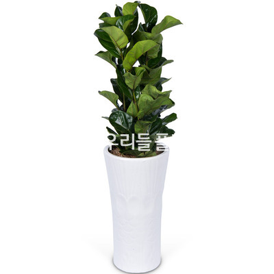떡갈고무나무