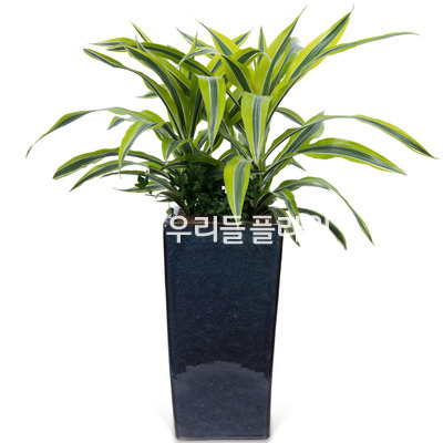 레몬라임