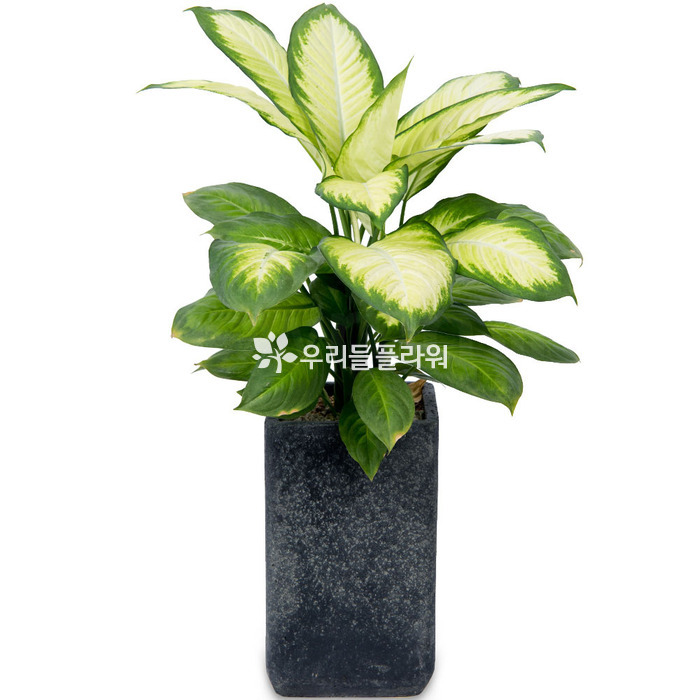 상세이미지