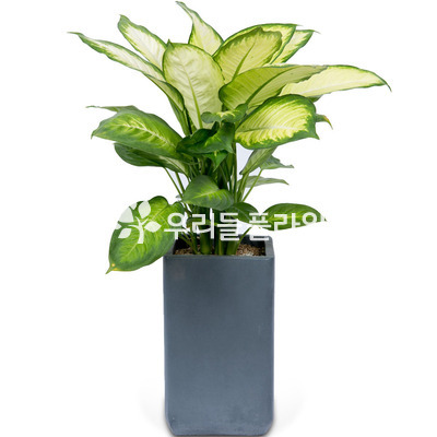 마리안느 시멘트분
