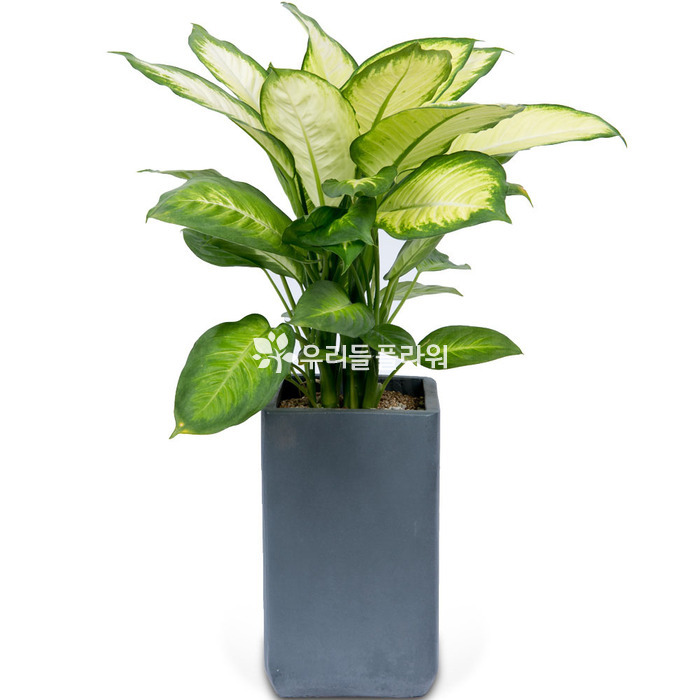 상세이미지