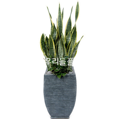 산세베리아(고급분)