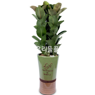 고무나무