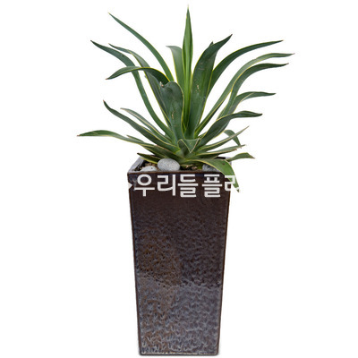 용설란 