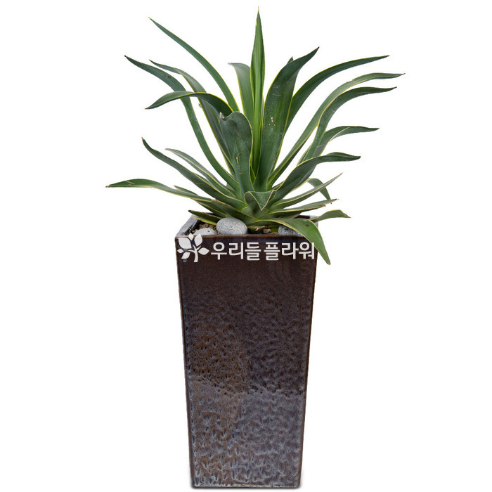 상세이미지