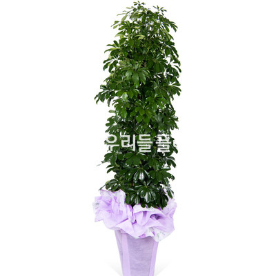 홍콩야자