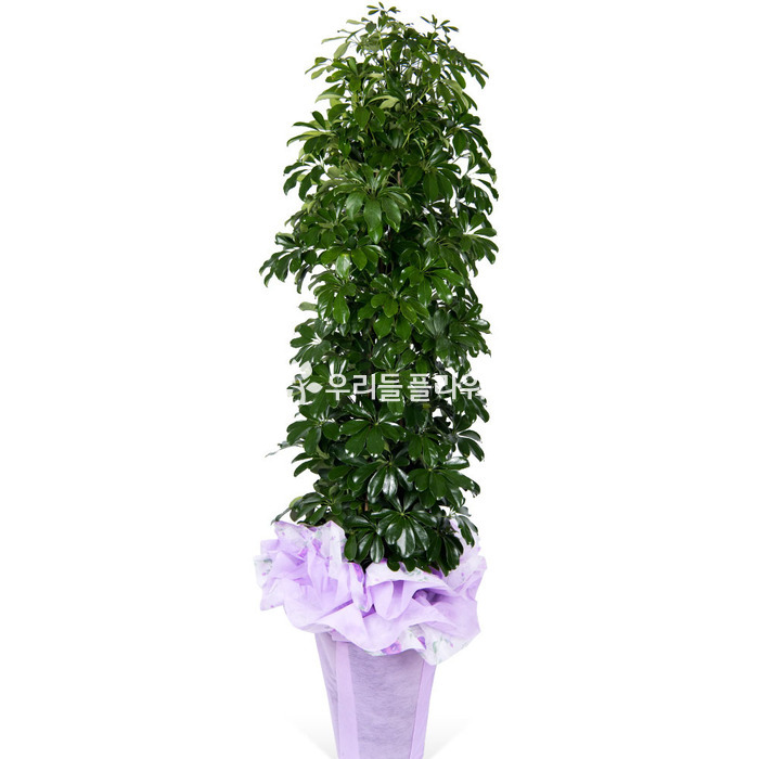 상세이미지