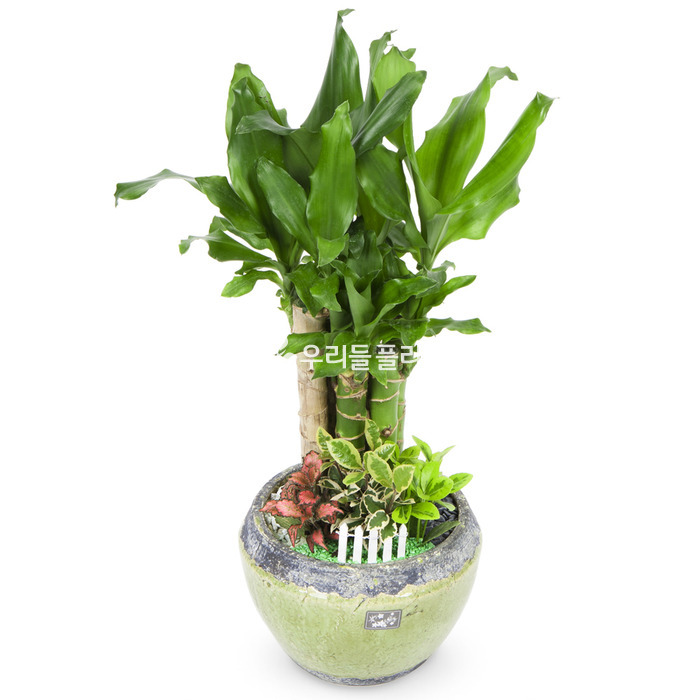 상세이미지
