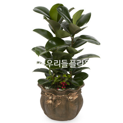 고무나무