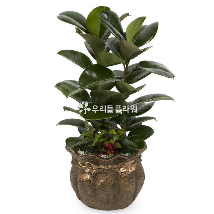상세이미지