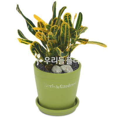 크로톤 미니