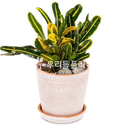 신크로톤 미니