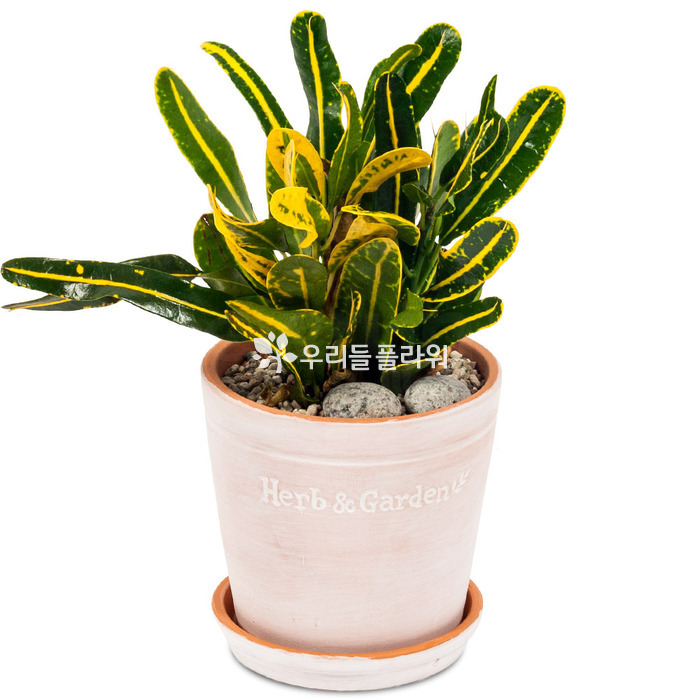 상세이미지
