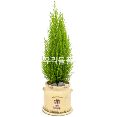 율마