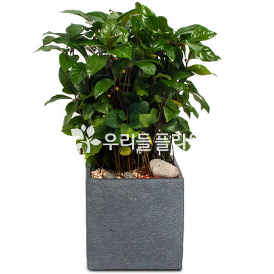 천냥금