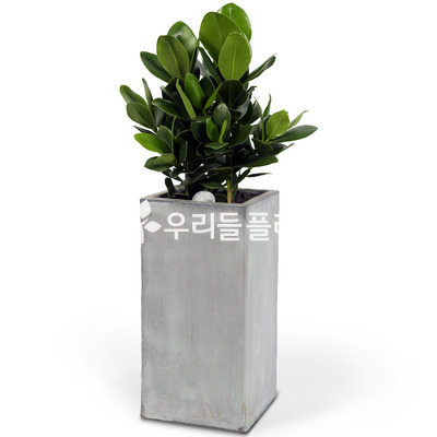 크루시아 시멘트사각