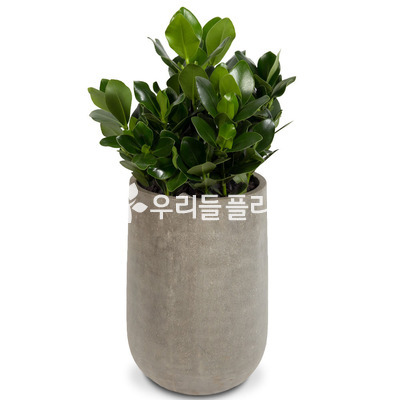 쿠르시아 시멘트원분