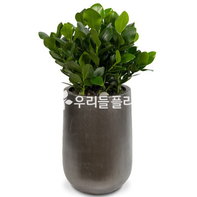 러블리 크루시아