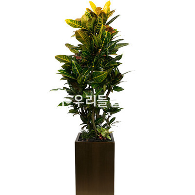 멋진*크로톤-고급사각분[받침포함]