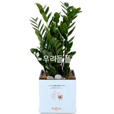 금전수(테이블용)