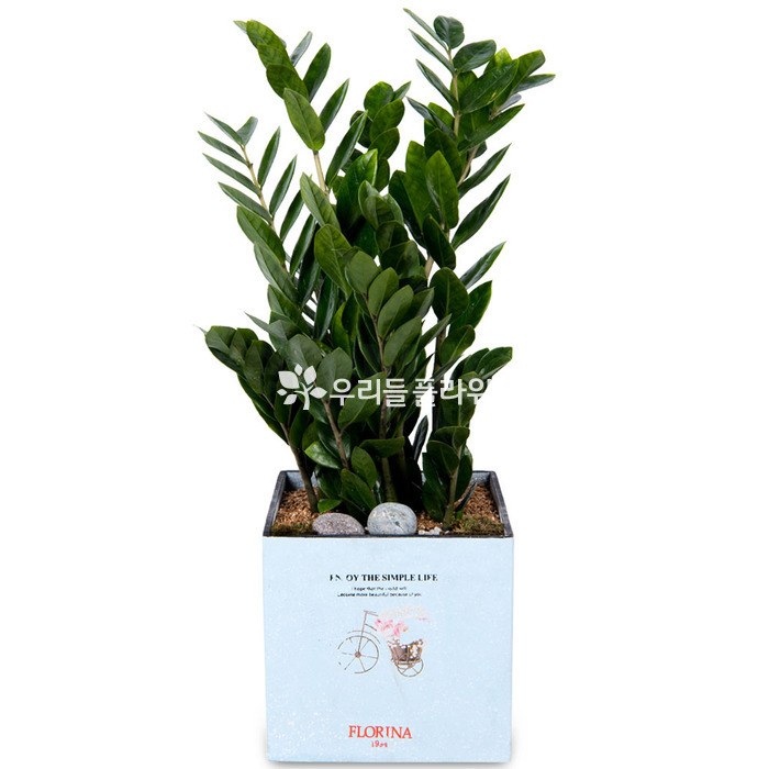 상세이미지