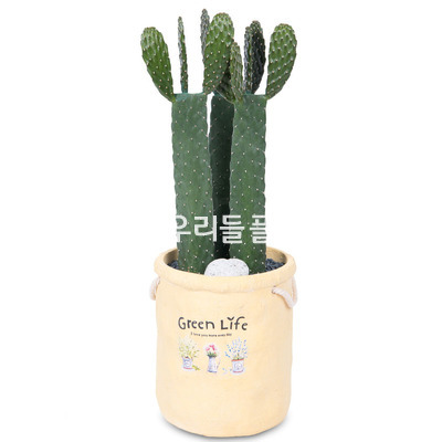 선인장만세