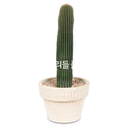 선인장 s3608