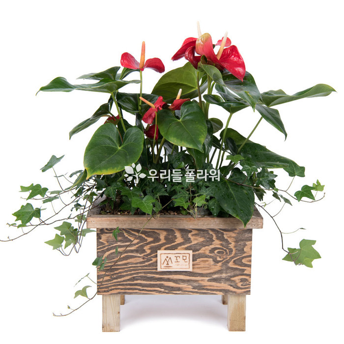 상세이미지