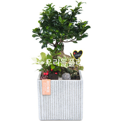 인삼팬더사각분