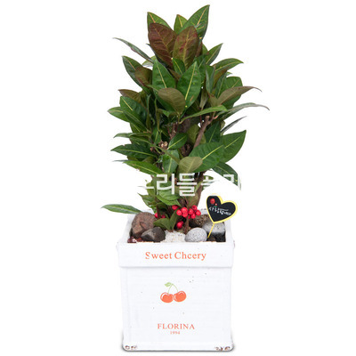 크로톤 m915
