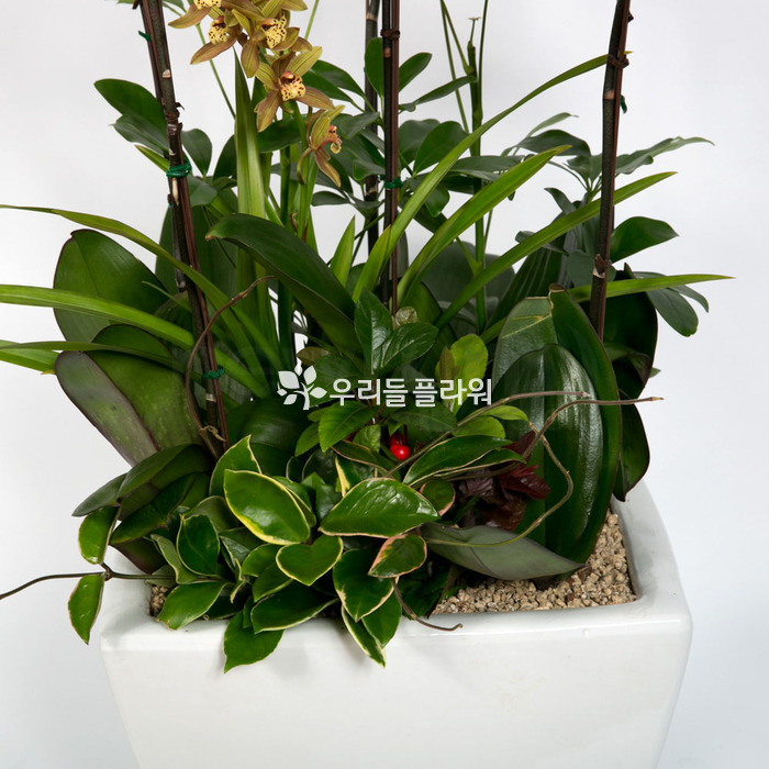 상세이미지