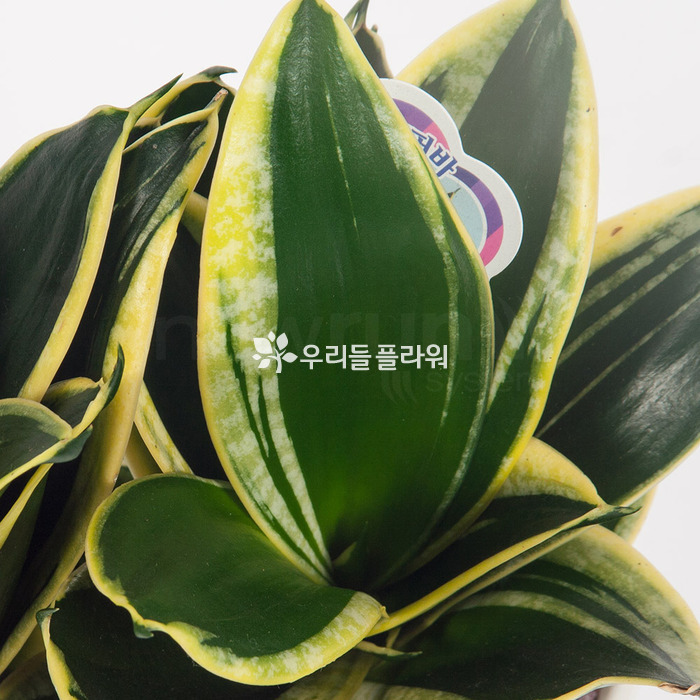 상세이미지