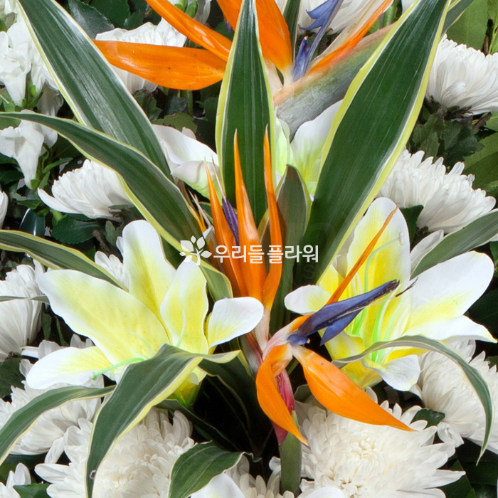 상세이미지
