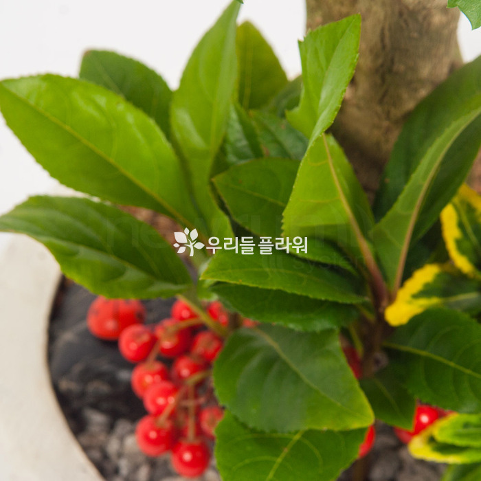 상세이미지