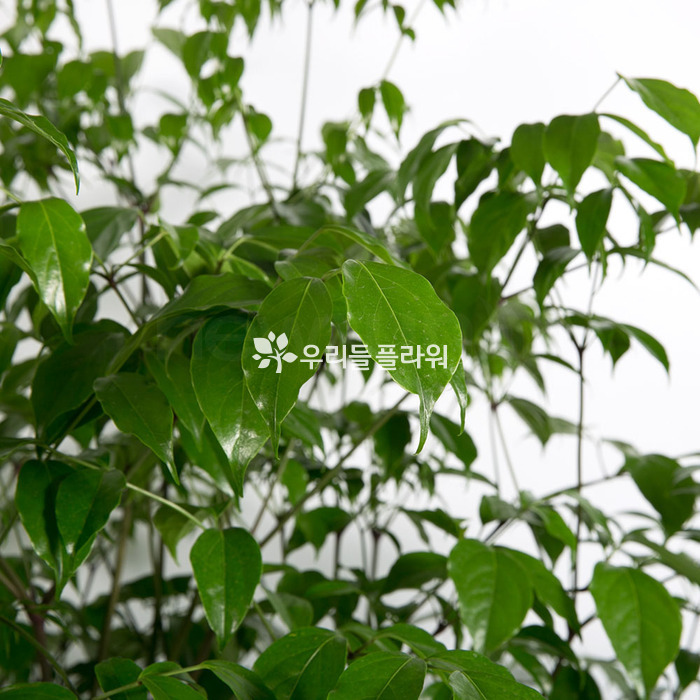 상세이미지