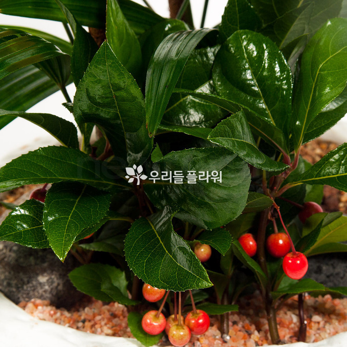 상세이미지