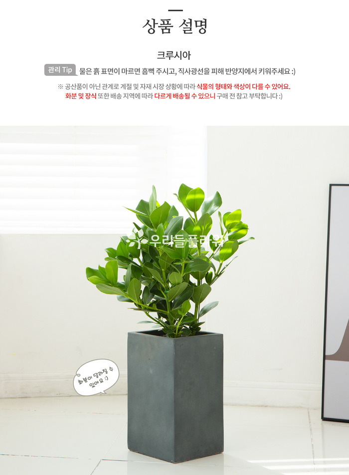 상세이미지