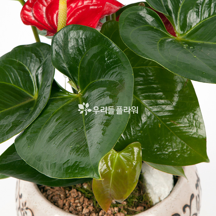 상세이미지