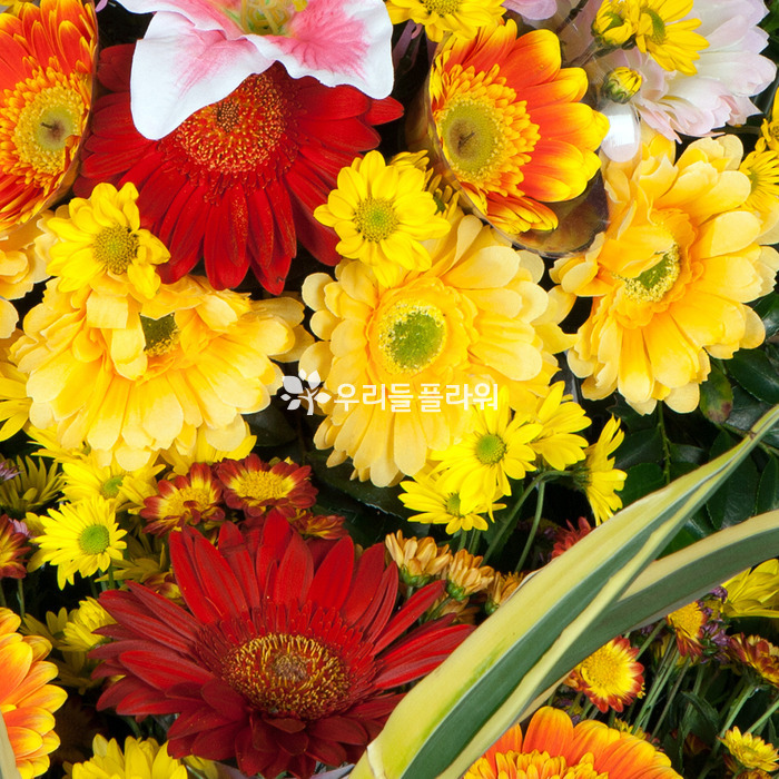 상세이미지
